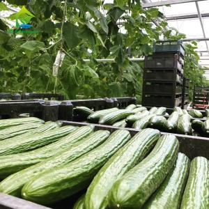 China Customized Indoor Vertical Soilless Hydroponic System For Cucumber factory