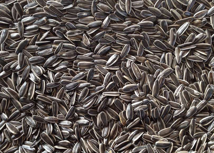 White Body Model S5 Sunflower Seeds Color Sorter Seeds Sorting Machine