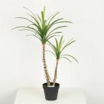 Black Plastic Pot Faux Potted Dracaena Plant 38 CM 50 CM 68 CM For Home Decor
