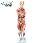 Medical Science Male Human Muscle Anatomy 3d Model 80cm 27 Parts VIC-334