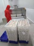 1200kg/H 1000kg/H Air Blast Ultra Low Chest Freezer Seafood Minus 120C