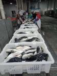 2200 Kgs/Hour 2500kgs/Hour Cryogenic Nitrogen Tunnel Freezer Seafood