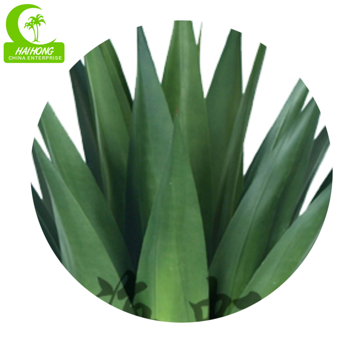 Agave plant