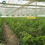 Single Span Tomato Greenhouse Hydroponics Growing Large Glass Green Houses