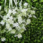 Custom Artificial Plant Boxwood Hedge Wall 2*25 Home Decor Flower Panel