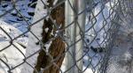 chain wire fence roll
