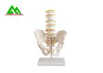 Adult Female Pelvis Model Medical Teaching Models Life Size PVC Material