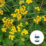 CAS 8016-87-3 Wholesale price Tanacetum annuum oil 100% pure natural organic