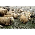 Sliding Door and Roller Door Design Q345 Metal Frame Goat/Sheep House for Cow