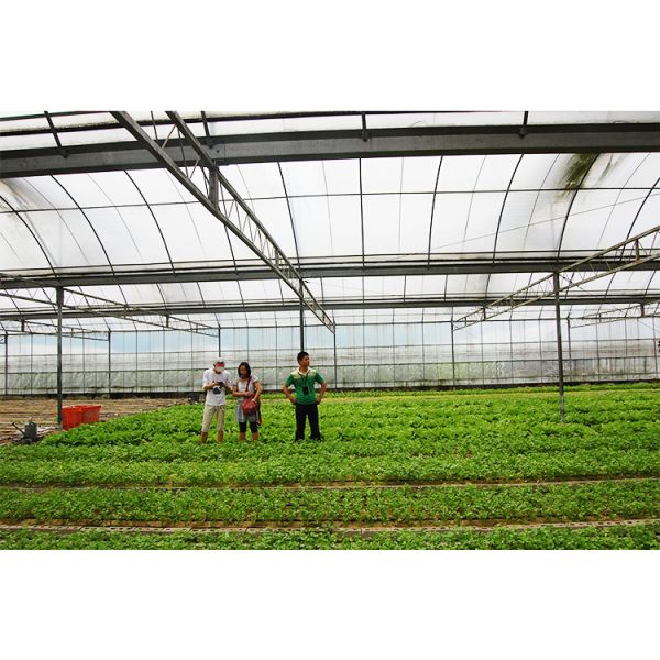 12-15 Meter Tunnel Width IGREEN Large Multi-Span Plastic Greenhouse for Plant Farming
