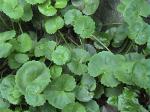 Gotu Kola Extract, Total triterpenes 60%,70%,80%, natural Anti-inflammatory and