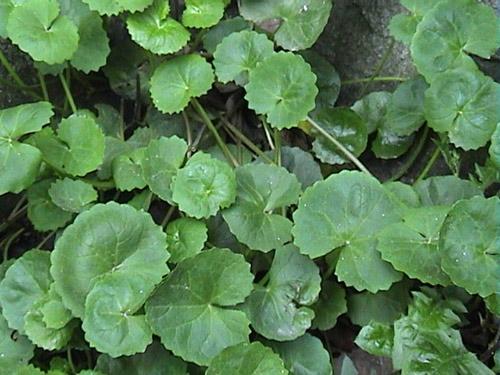 Gotu Kola Extract, Total triterpenes 60%,70%,80%, natural Anti-inflammatory and