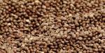 Brown Perilla Seed Eco Friendly Agricultural Products As Traditional Condiment