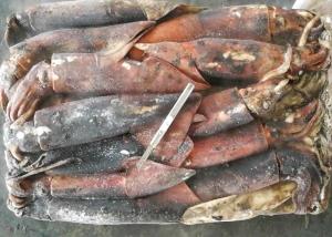 China Whole Round Frozen Giant Squid factory