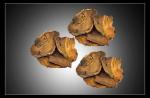 50% Emodin UV Yellow Powder Dried Rhubarb Root Extract, Rheum officinale baill