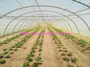 China 1.67g/m Industrial Split Film Poly Baler Twine Raw White Color For Tomato Tree factory