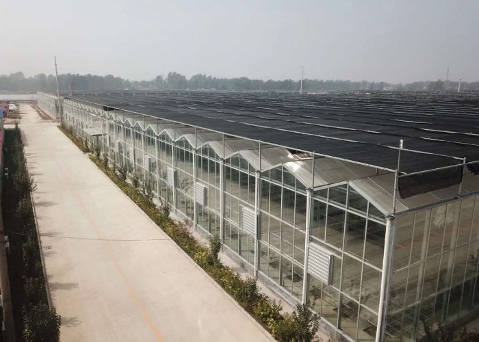 Farm Agriculture Greenhouse Equipments Multi Span Glass Inner Outer Shading System
