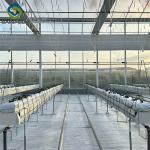 Large Scale Greenhouse Agricultural Green House Stable Structure Easily