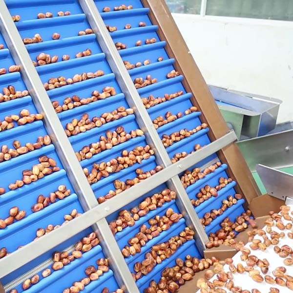 China Optimal Hardness and Softness Sorting 1.4 Tons Output 6-Lane Palm Dates Sorting Machine with CE MD Certificates on sale China Optimal Hardness and Softness Sorting 1.4 Tons Output 6-Lane Palm Dates Sorting Machine with CE MD Certificates on sale