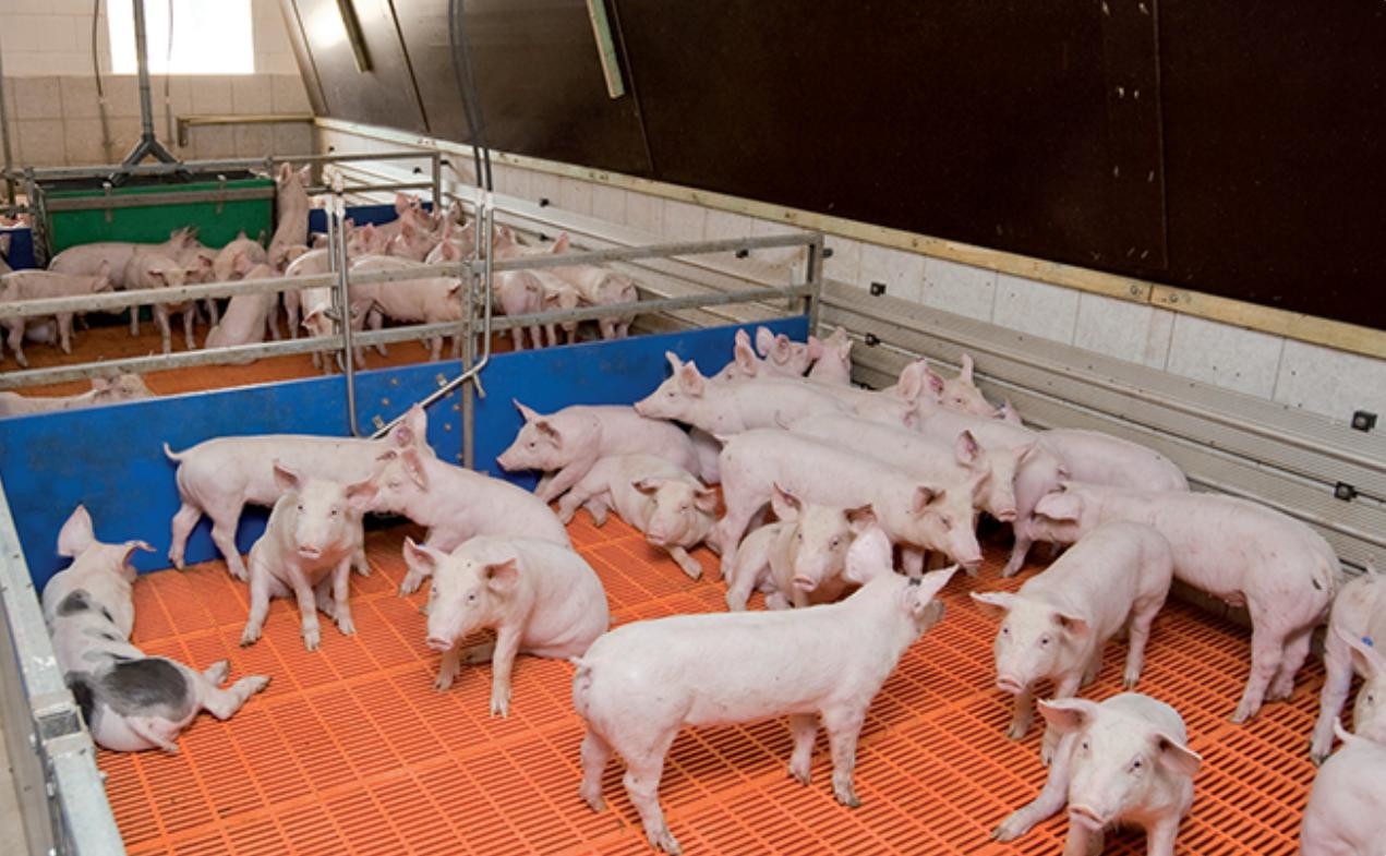 Hot Galvanized Steel Fence Weaning PVC Cage For Pig Farming