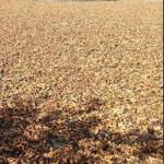 Camellia Oleifera Seed Powder 80/100 Mesh Scrub Powder Raw 94333-93-4
