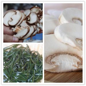 China kelp cutting machine, shredded kelp machine, mushroom slicer factory