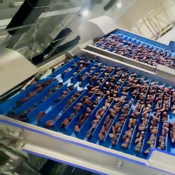 China 1.4 Tons Per Hour 6-Lane Optical Date Sorting Machine – High Precision &amp; Defect Detection factory