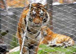 China High Tensile Strength Animal Enclosure 316 Flexible Stainless Steel Cable Netting factory