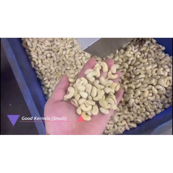 China Advanced Cashew Sorting Equipment For Vietnamese Processors With Local Support And AI-Driven Nut Sorting factory