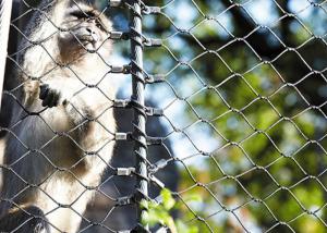 China 316 Stainless Steel animal enclosure mesh For Monkey factory
