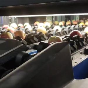99.9% Accurate PLC Control System Apple Fruit Sorting Machine For Industrial