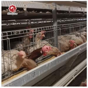 China H Type Fully Automatic Broiler Chicken Cage 144 Chickens 162 Chickens factory