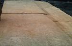 Rotary Cut Burl Wood Veneer Sheets Decoration 0.5mm Thickness