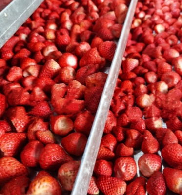 Cold Trap Temperature -50 C -80 C Freeze Dry Candy Machine for Manufacturing Plant