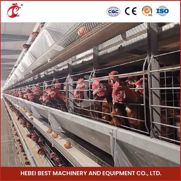 Plastic or Metal Feeder Trough Poultry Farming Cage System for High Rearing