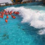 ISO9001 Cool Waters Aquatic Park Equipment Artificial Wave Pool