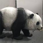 H80cm Life Size Fiberglass Panda Statue For Hotel Decoration