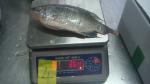 Frozen Tilapia Whole Round Size 300-500
