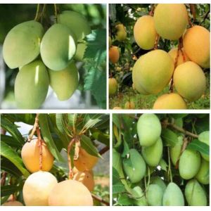 Vietnam Fruit Growing Protection Wrapping Mango Paper Bag Waterproof