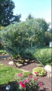 China Customized Bird Proof Net Green Reusable Bird Netting Anti UV For Garden Protection factory