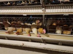China A Type Layer Battery Chicken Cage System In Poultry Farm Big Capacity factory