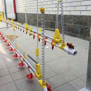 China Chicken Layer Disassembled Broiler Poultry Equipment , Nipple Drinking System on sale