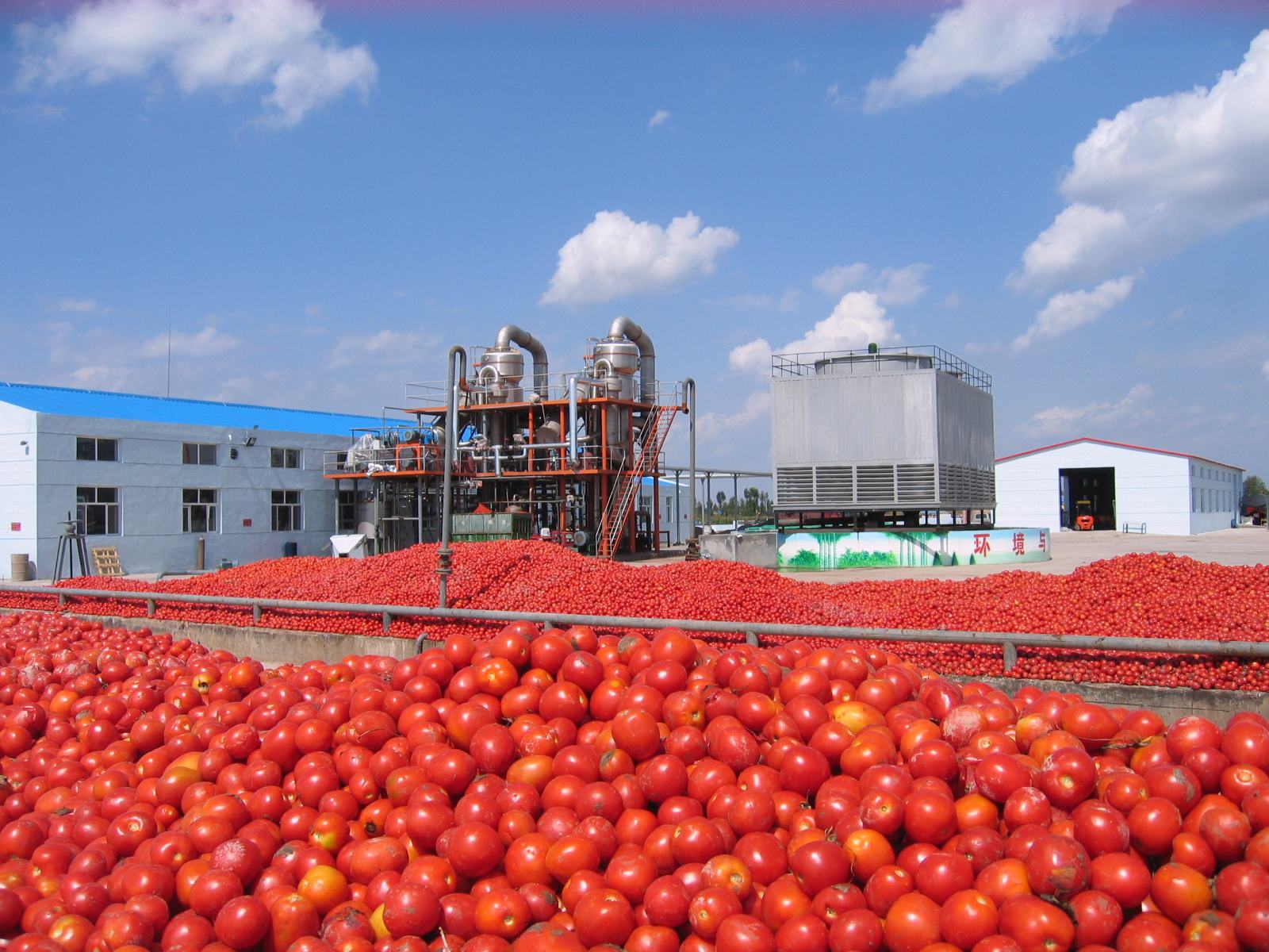 Customized Stainless Steel 304 316 Apple Juice Production Line 10ton Industrial Beverage Processing