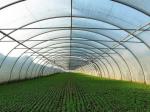 Prefabricated Light Steel Structure Agricultural Vegetable Greenhouse Q235