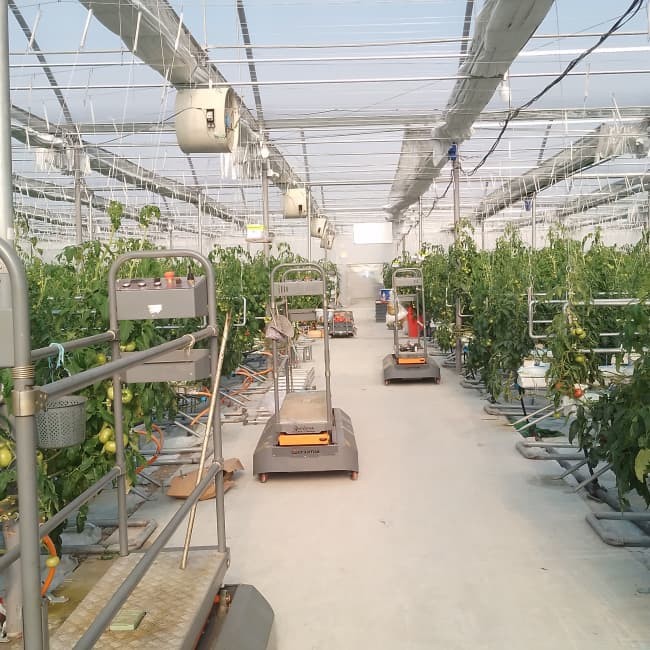 Energy-Saving Smart PC Sheet Venlo Tomato Greenhouse