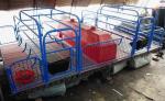 pig breeding equipment