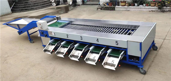 China potato grading machine, potato sorting machine factory
