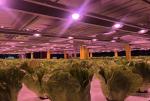 4000K 660nm Led Quantum Board Grow Lights