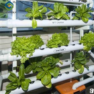 China High Yield Agricultural Lettuce Greenhouse With Intelligent Control System factory