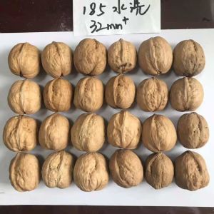 Wholesale China walnut in shell 32mm walnuts fresh with cheap price Amazon’s